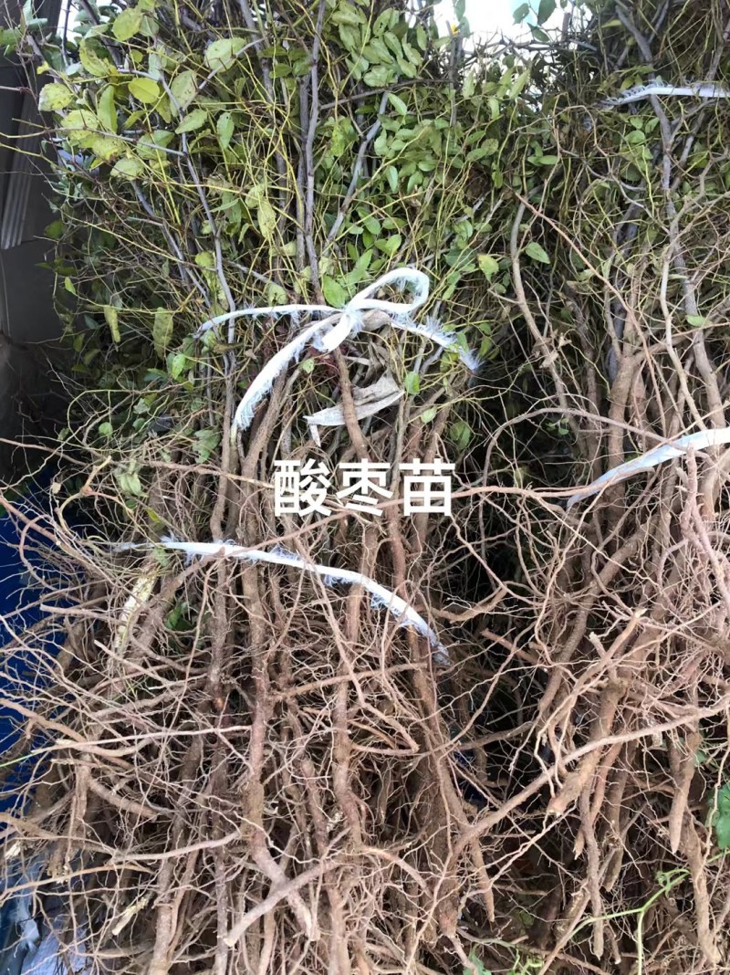酸枣苗，双仁酸枣苗，药用酸枣苗基地直发