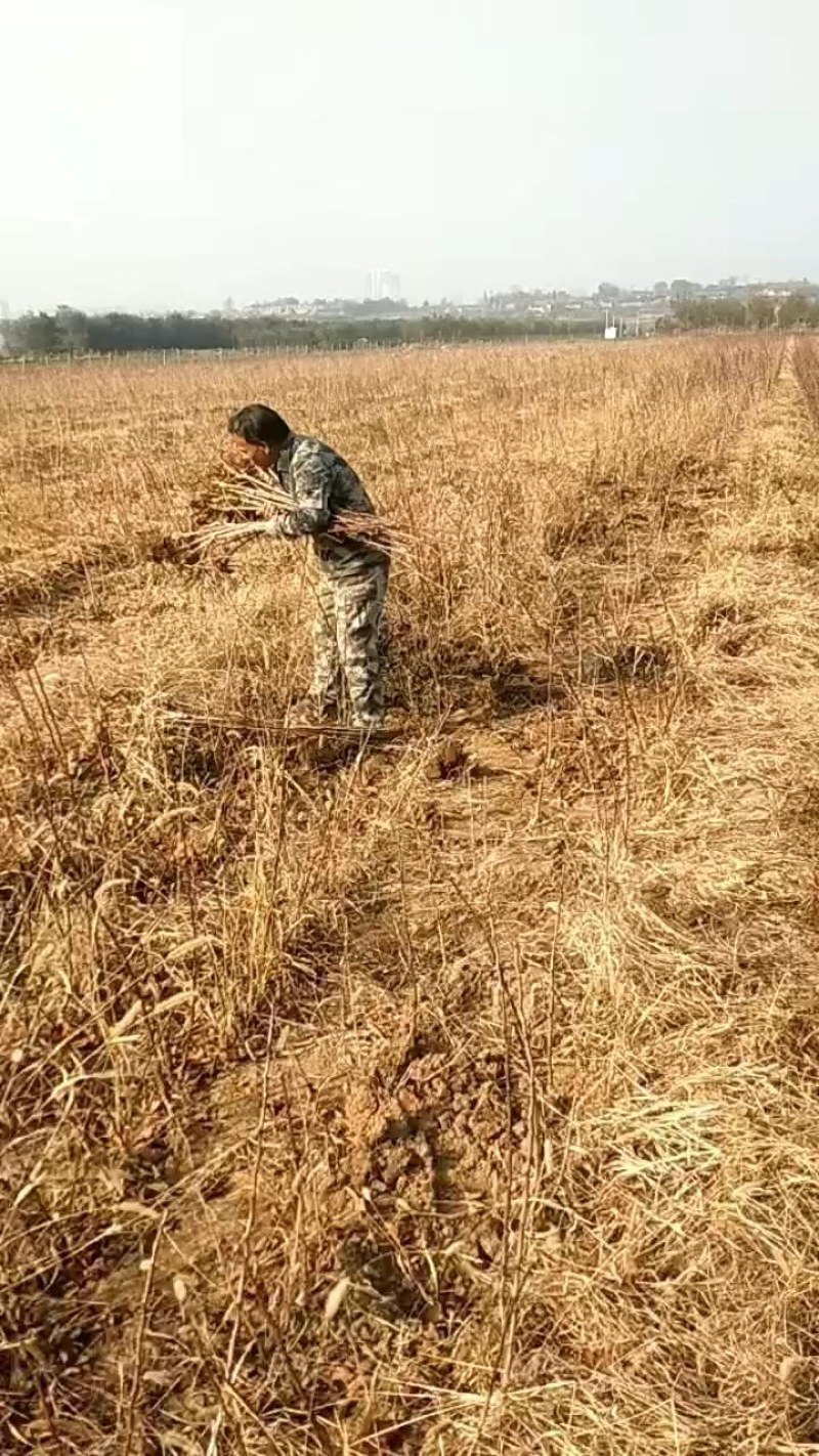 酸枣苗，双仁酸枣苗，药用酸枣苗基地直发