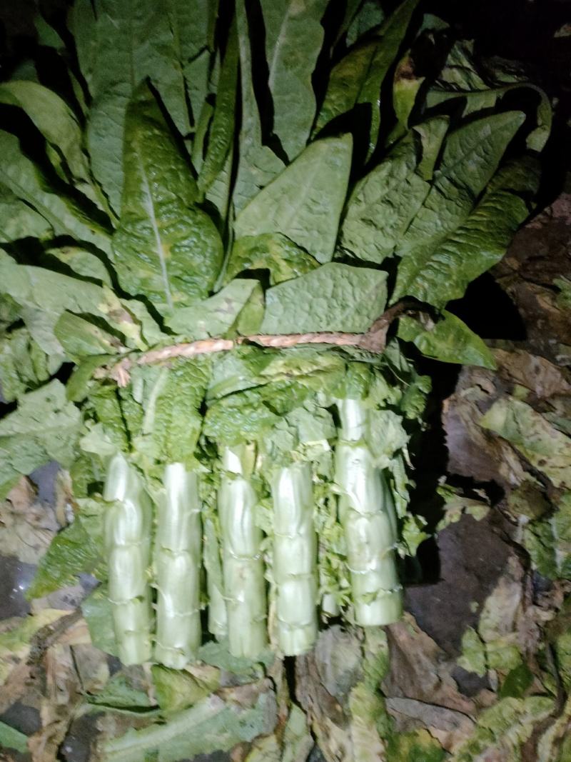 精品三青莴笋，基地直供，以质论价。。。。。