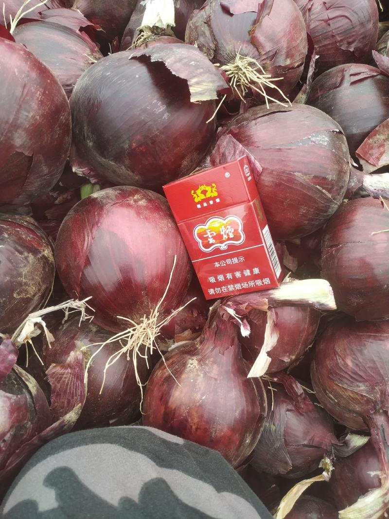 大量紫皮洋葱