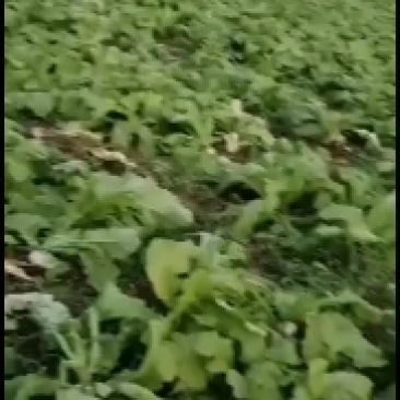 儿菜
