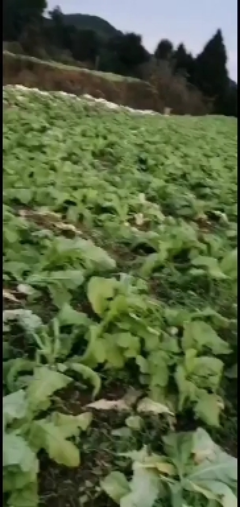 儿菜
