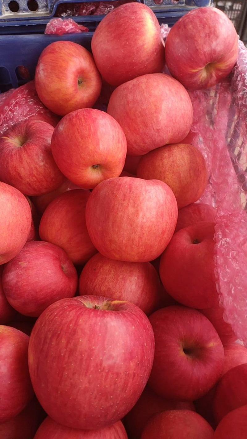 【山东苹果】精品红富士苹果脆甜多汁可视频看货量大从优