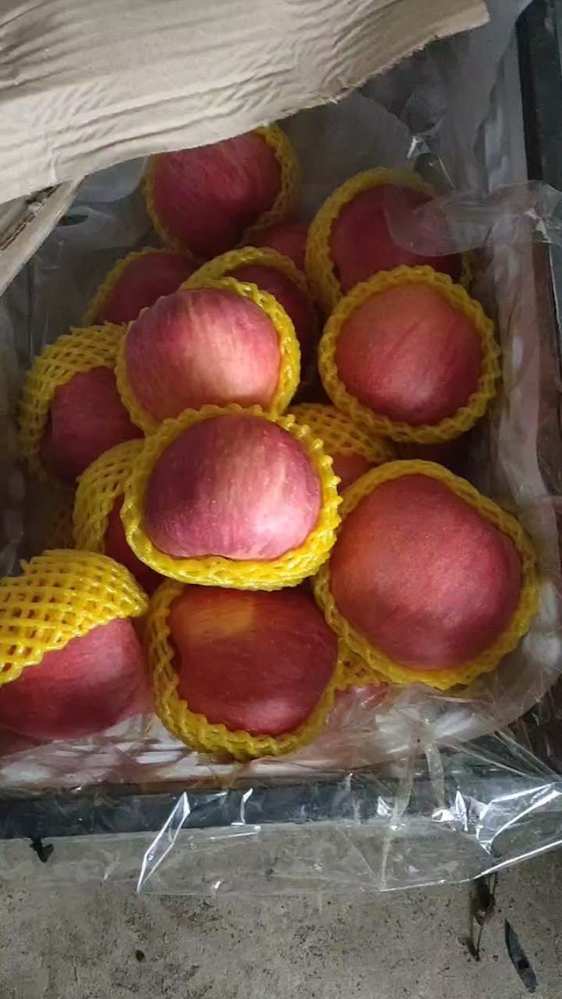 【山东苹果】精品红富士苹果脆甜多汁可视频看货量大从优
