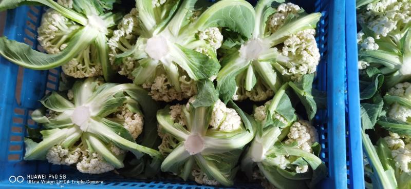 东台地区有机花菜大量供应，又大又白，无虫，