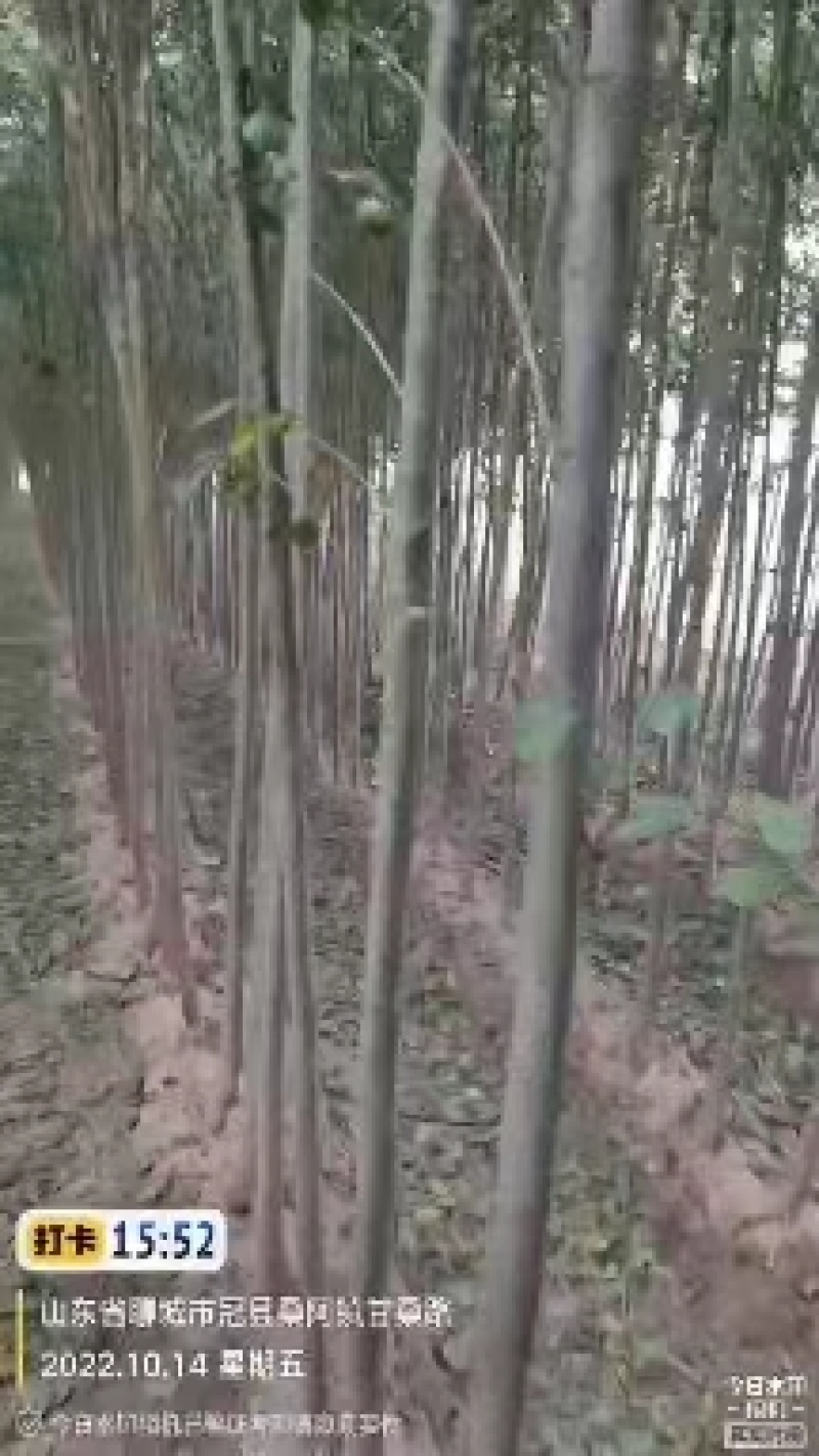 丝棉木一级苗优良品种三公分四公分五公分