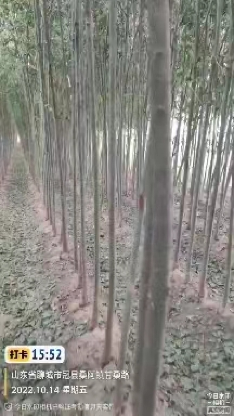 丝棉木一级苗优良品种三公分四公分五公分