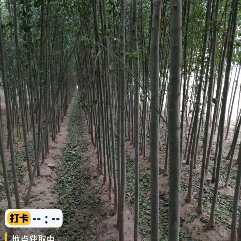丝棉木一级苗优良品种三公分四公分五公分