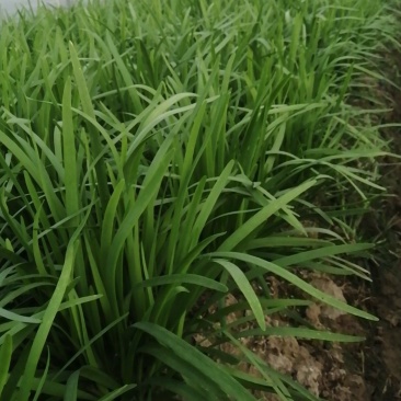 韭菜种植户