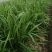 韭菜种植户