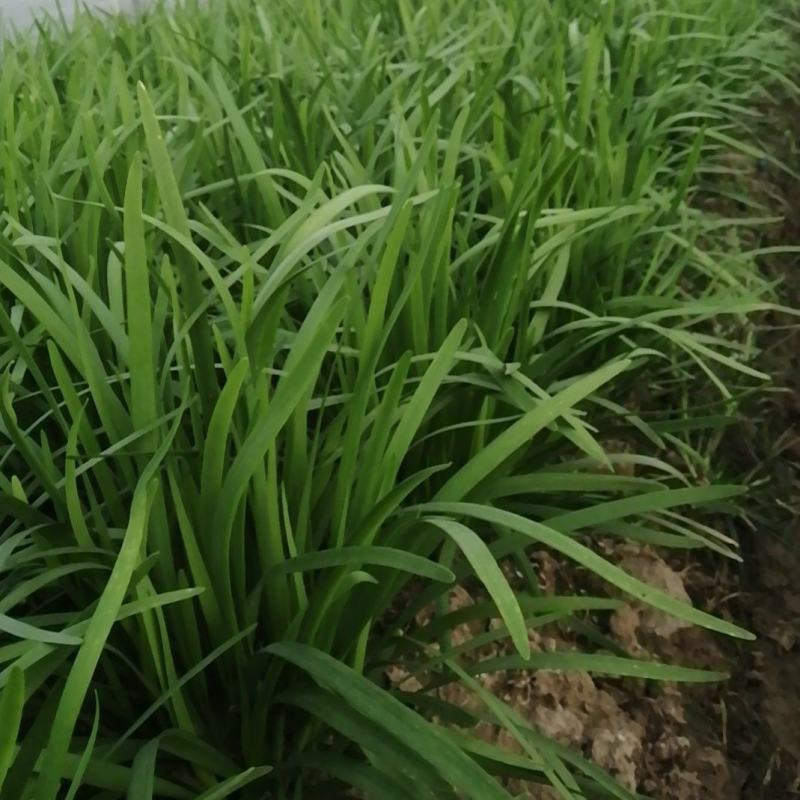 韭菜种植户