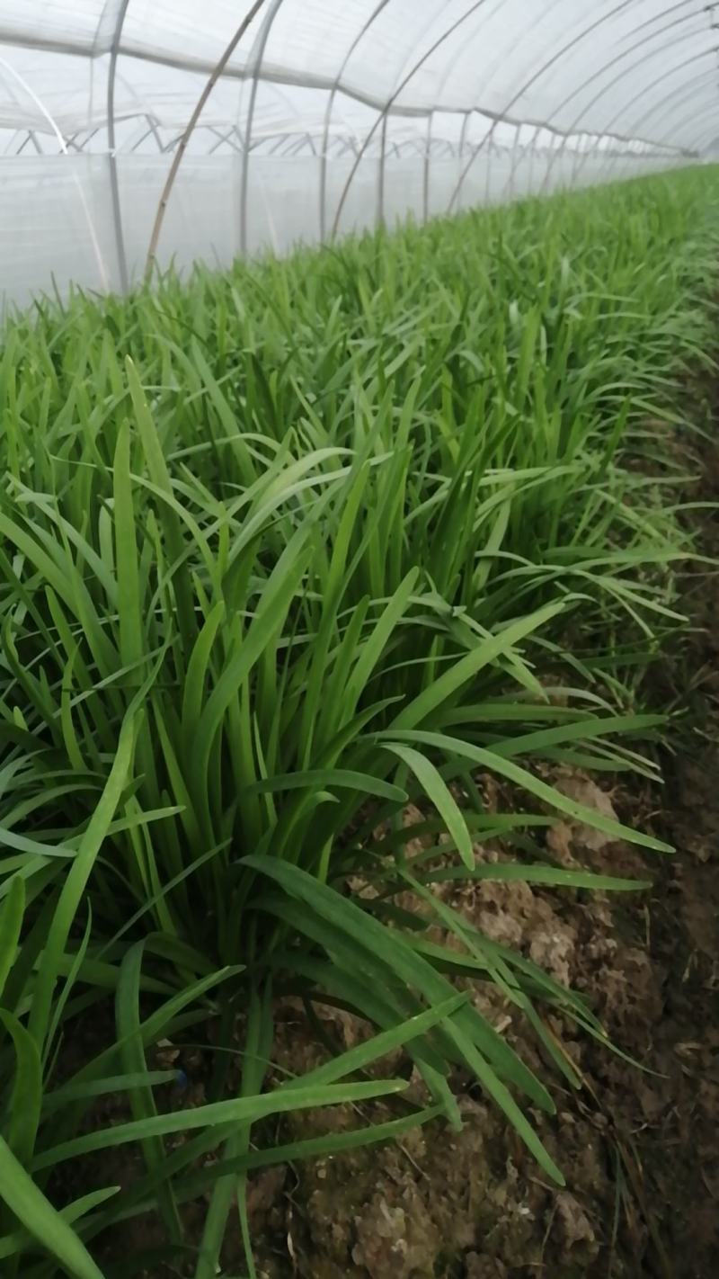 韭菜种植户