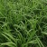 韭菜种植户