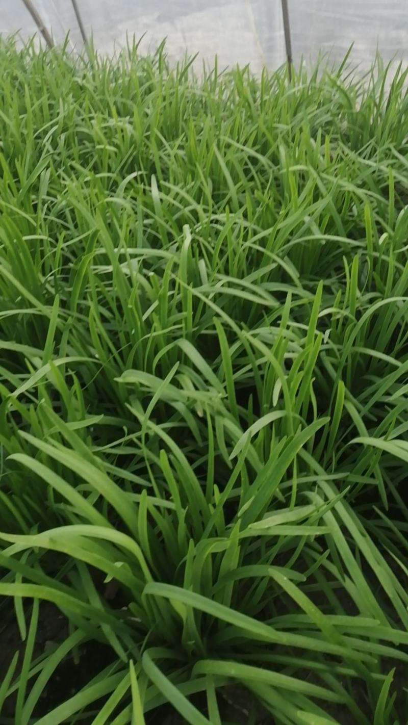 韭菜种植户