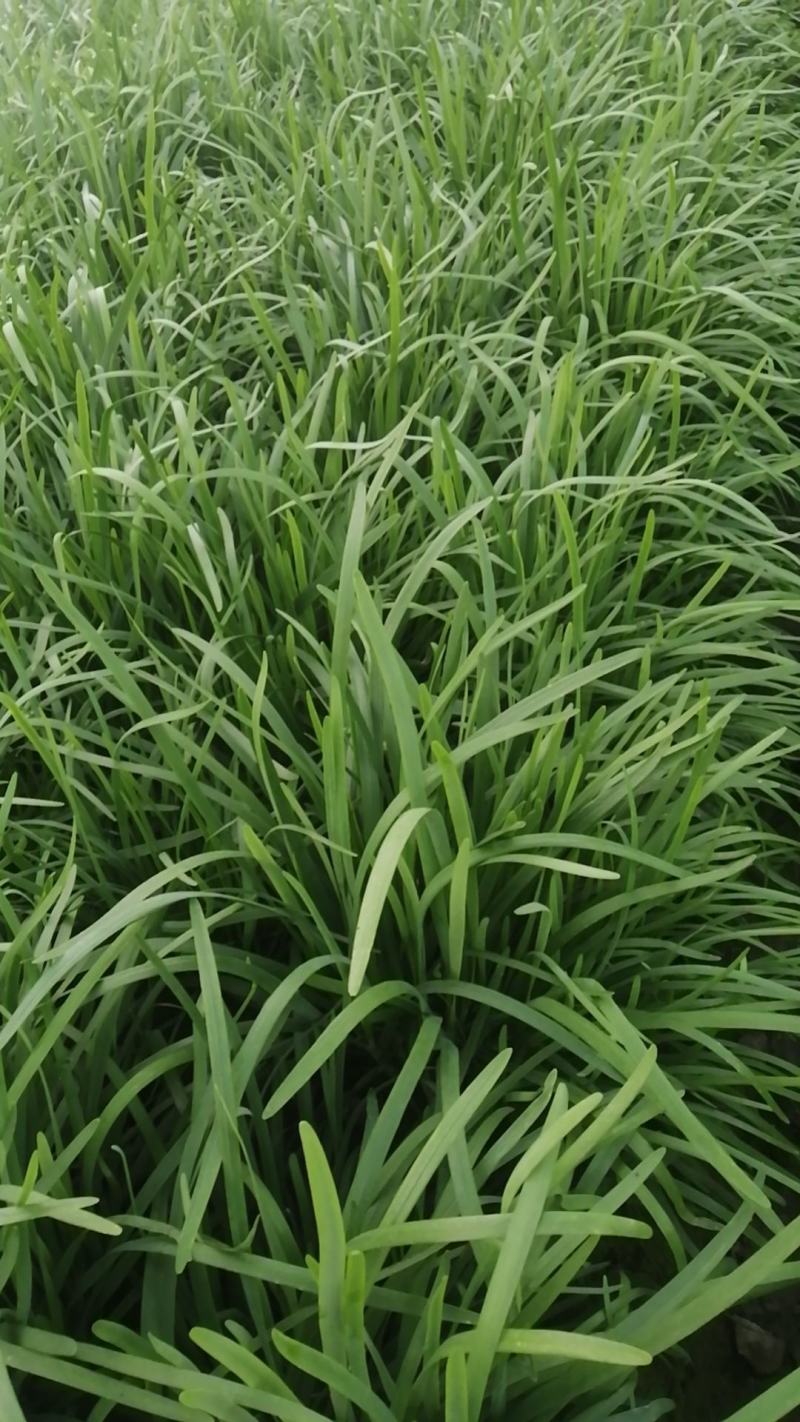 韭菜种植户