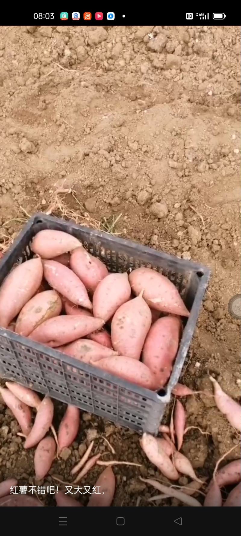 红皮蜜薯烟薯25，基地供货