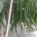 露天种植线椒大量上市，欢迎各地客商洽谈收购