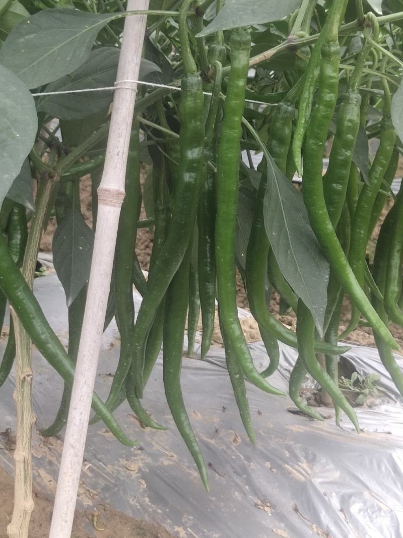 露天种植线椒大量上市，欢迎各地客商洽谈收购