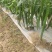 露天种植线椒大量上市，欢迎各地客商洽谈收购