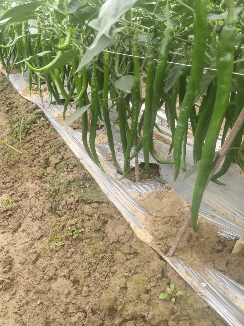露天种植线椒大量上市，欢迎各地客商洽谈收购