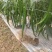 露天种植线椒大量上市，欢迎各地客商洽谈收购