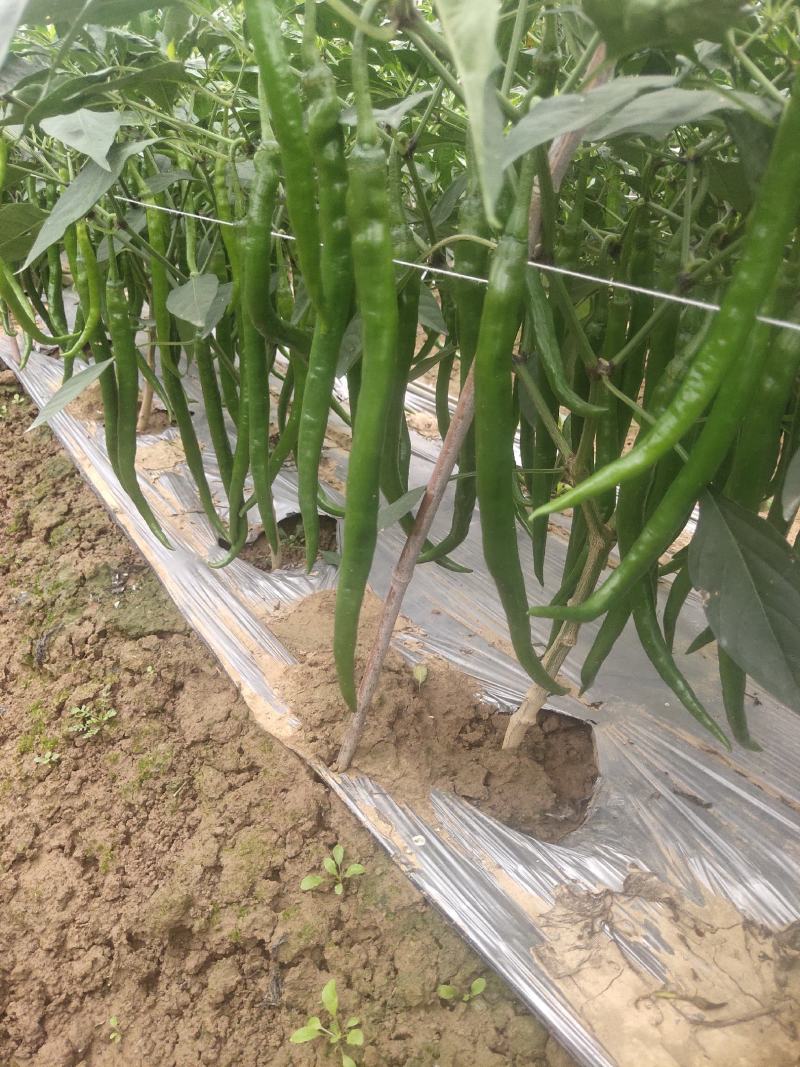 露天种植线椒大量上市，欢迎各地客商洽谈收购