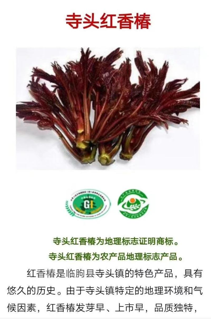 山东潍坊2022年新红油香椿树苗现挖现发，提供技术指导