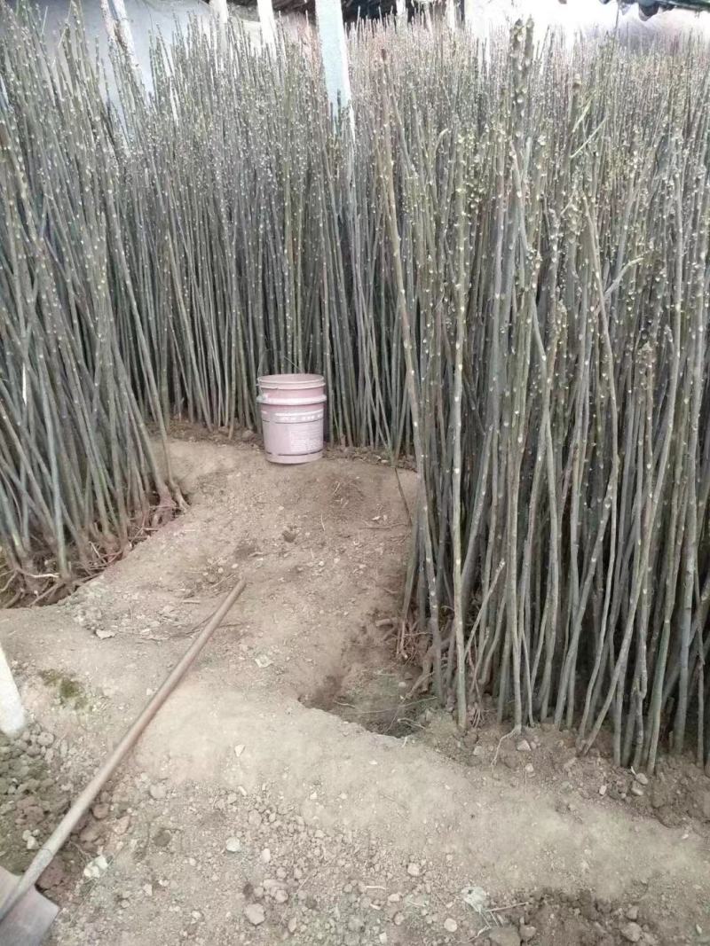 山东潍坊2022年新红油香椿树苗现挖现发，提供技术指导