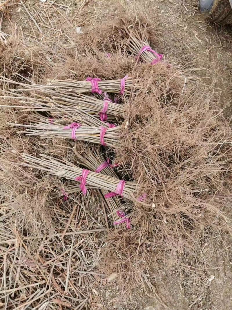 山东潍坊2022年新红油香椿树苗现挖现发，提供技术指导