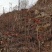 山东潍坊2022年新红油香椿树苗现挖现发，提供技术指导