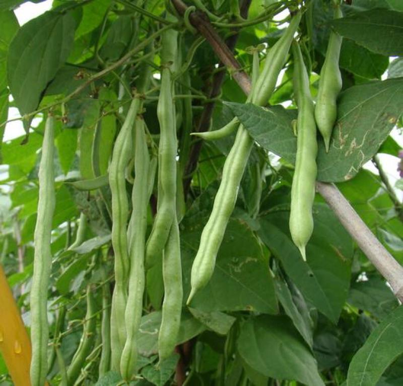 露天四季豆无筋豆承接线上线下市场批发商超配送一件代发