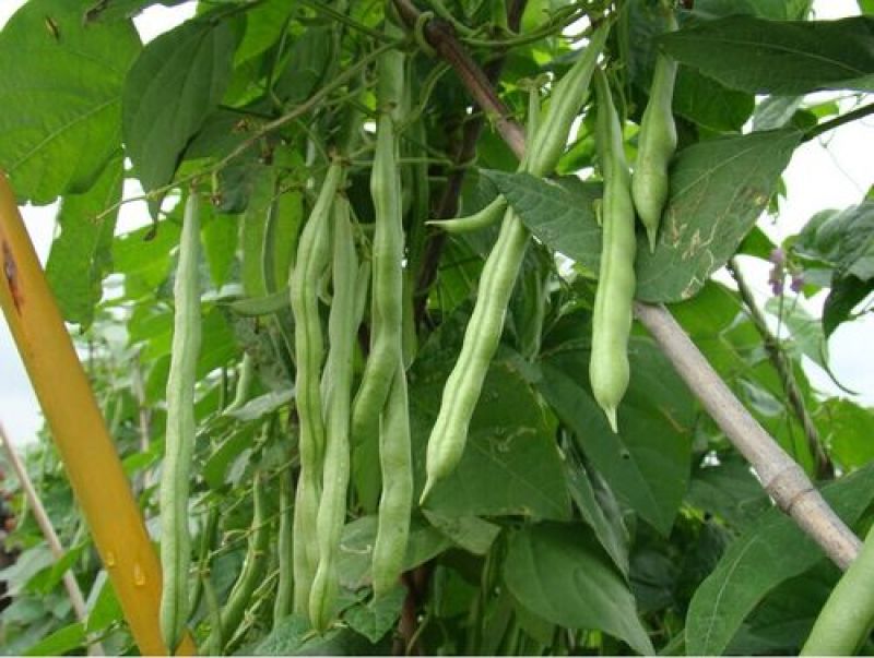 露天四季豆无筋豆承接线上线下市场批发商超配送一件代发