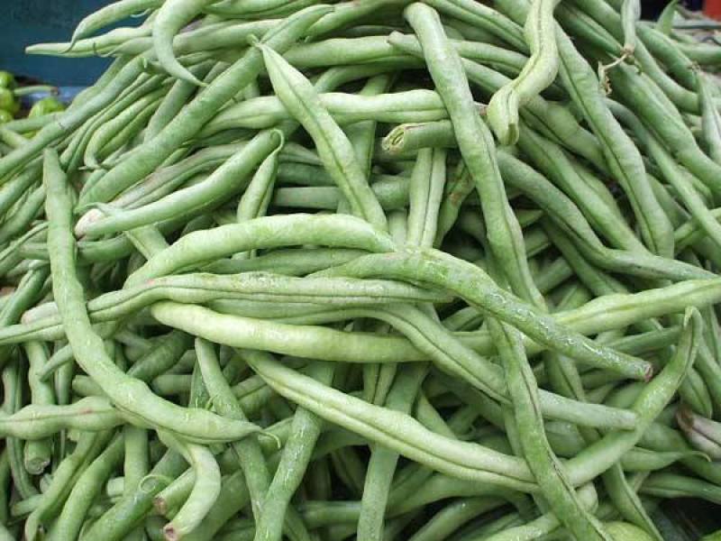 露天四季豆无筋豆承接线上线下市场批发商超配送一件代发