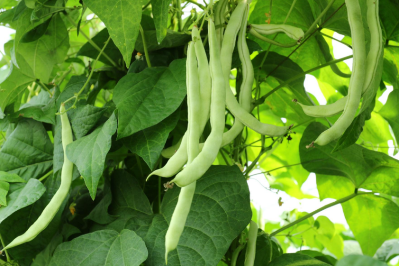 露天四季豆无筋豆承接线上线下市场批发商超配送一件代发