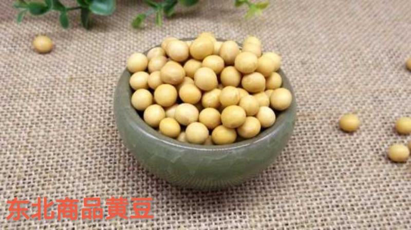 特大粒豆浆黄豆东北黄豆做豆腐高蛋白非转基因大豆精选黄豆
