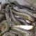 【无油大口鲶】现捞现发成活率高品质保证