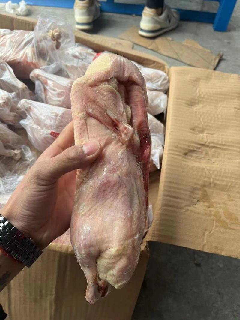 白条鸭