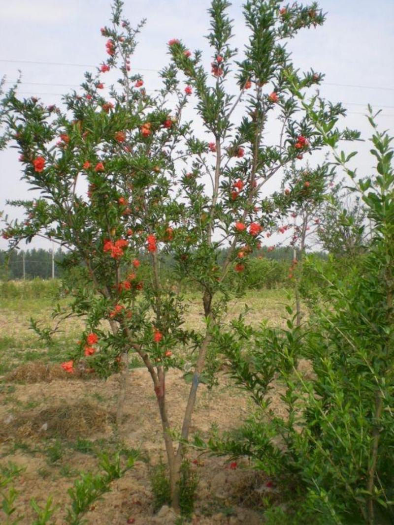 花石榴树