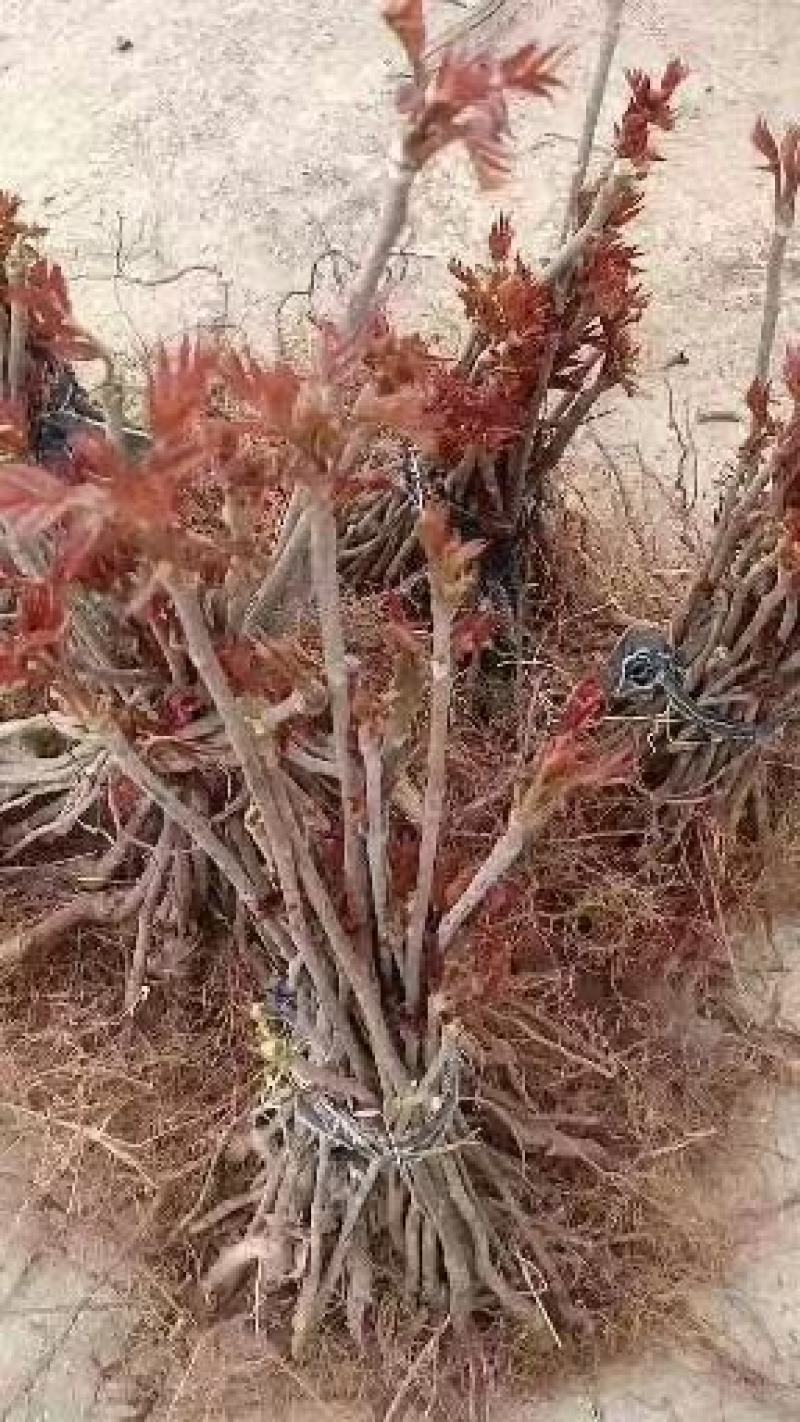山东潍坊优质香椿苗70~80cm温室，产地发货，量大质优