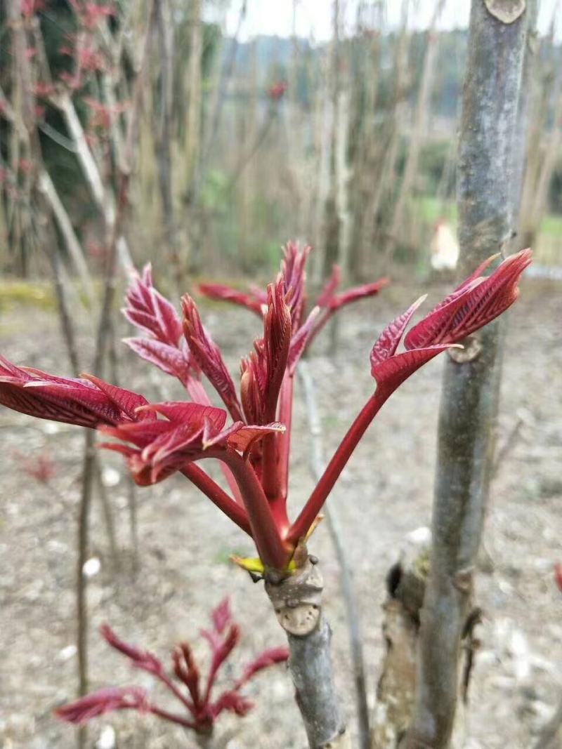 山东潍坊优质香椿苗70~80cm温室，产地发货，量大质优