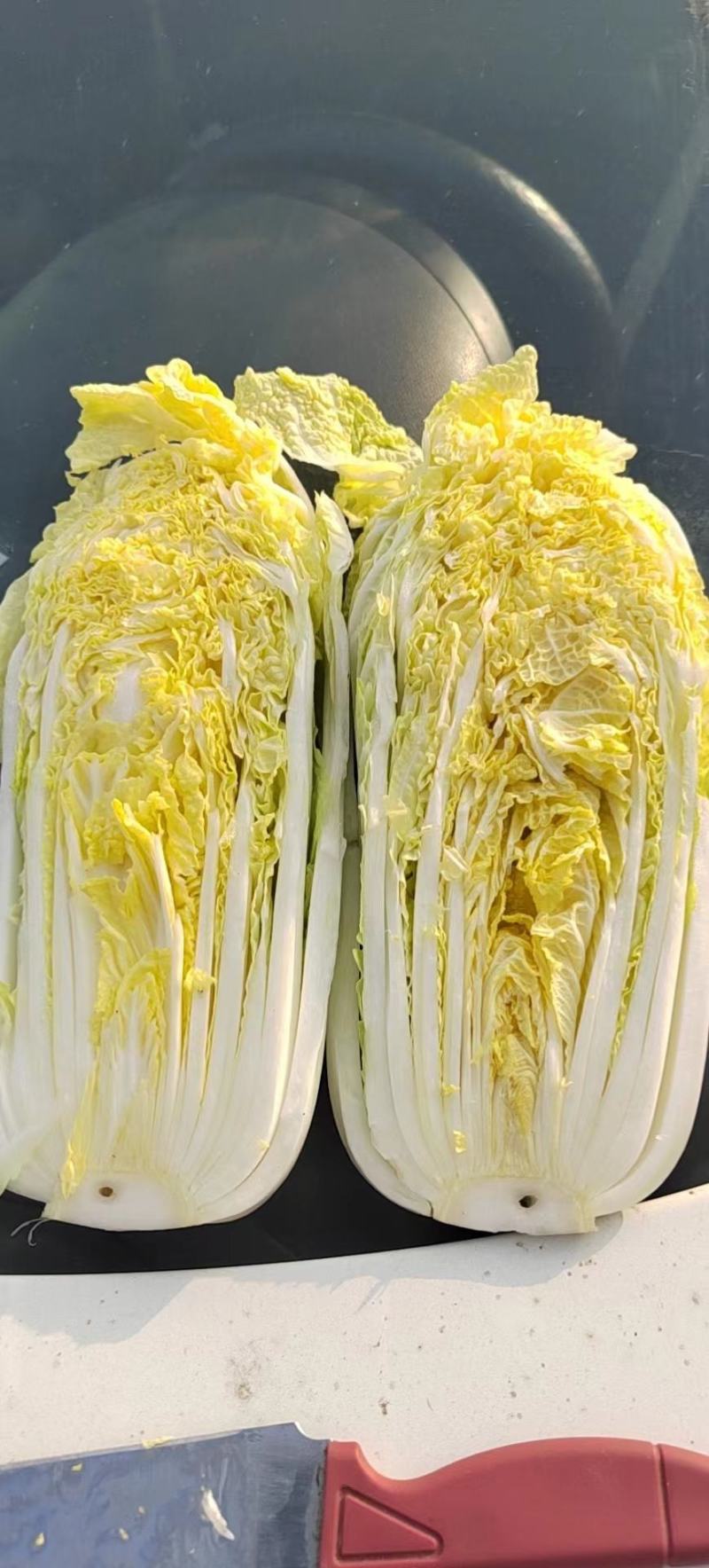 高山娃娃菜，毛菜净菜规格齐全，对接市场、商超，产地直发