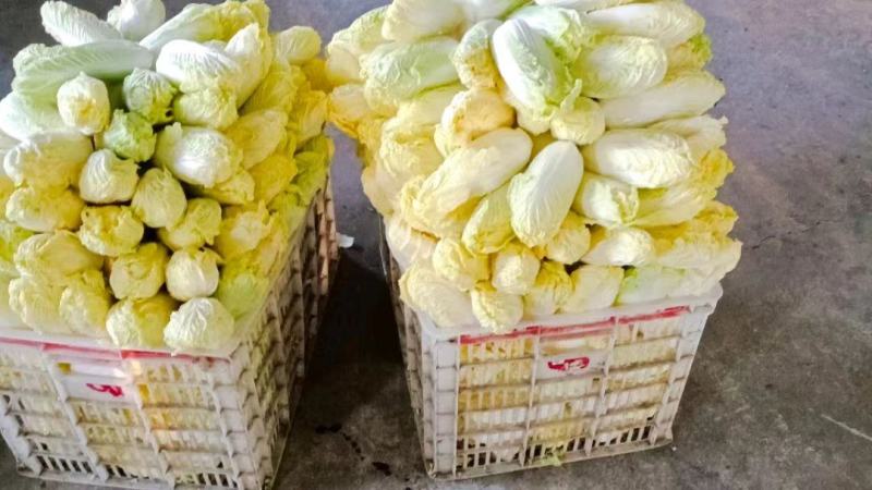 高山娃娃菜，毛菜净菜规格齐全，对接市场、商超，产地直发