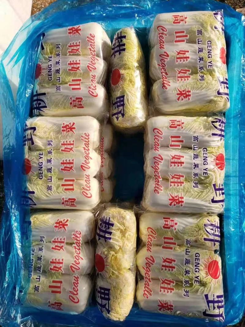 高山娃娃菜，毛菜净菜规格齐全，对接市场、商超，产地直发