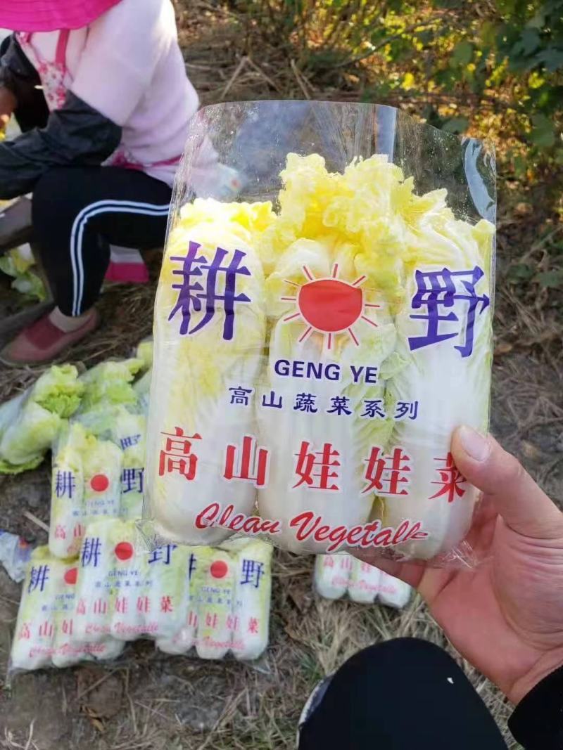 高山娃娃菜，毛菜净菜规格齐全，对接市场、商超，产地直发