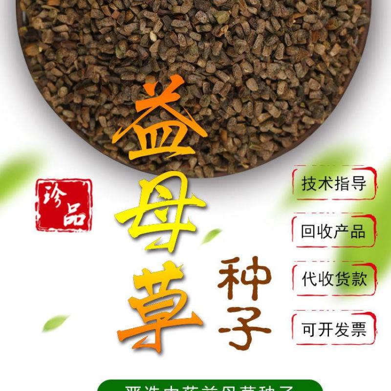 益母草中草药材干的新鲜泡水喝催姨妈月经泡茶调理泡脚包益母