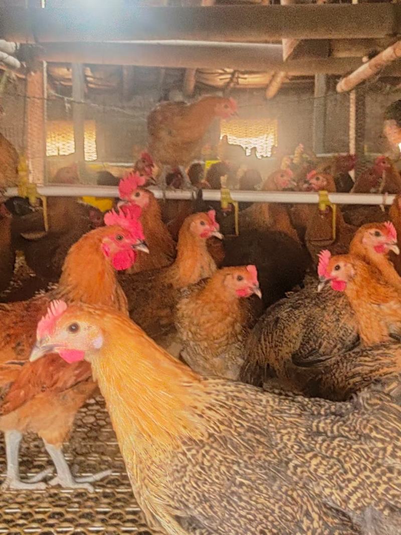 麻羽绿壳蛋鸡养殖供应脱温鸡苗青年鸡厂家直销