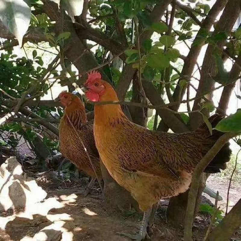 麻羽绿壳蛋鸡养殖供应脱温鸡苗青年鸡厂家直销