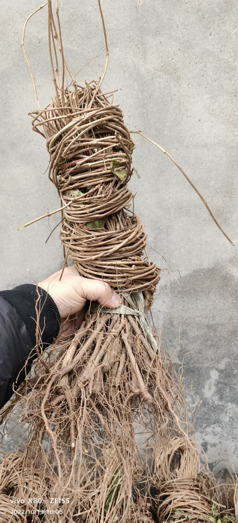 五叶爬山虎新苗