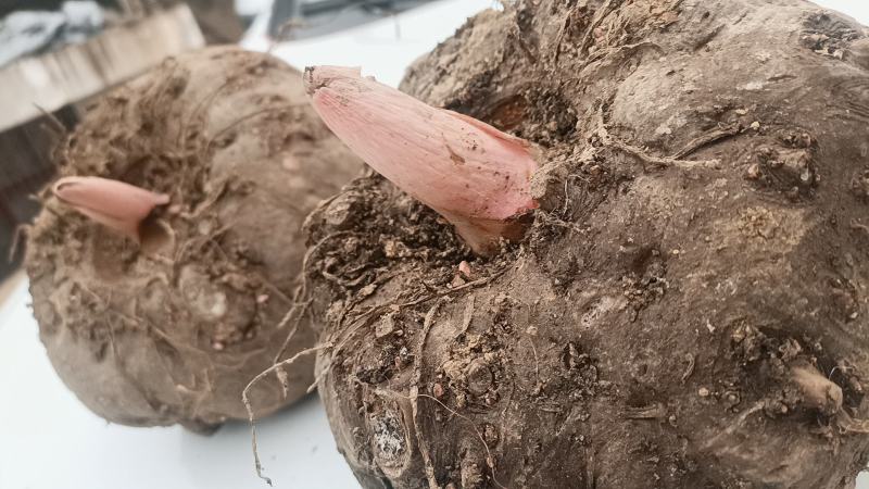 【牛商商家】魔芋贵州魔芋自产自销产地发货量大从优