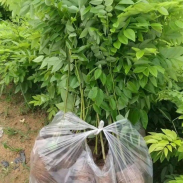 黄花梨